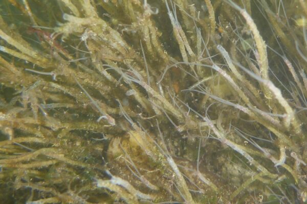 Phyllochaetopterus prolifica Phyllochaetopterus prolifica