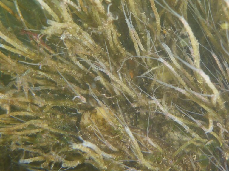 Phyllochaetopterus prolifica Phyllochaetopterus prolifica