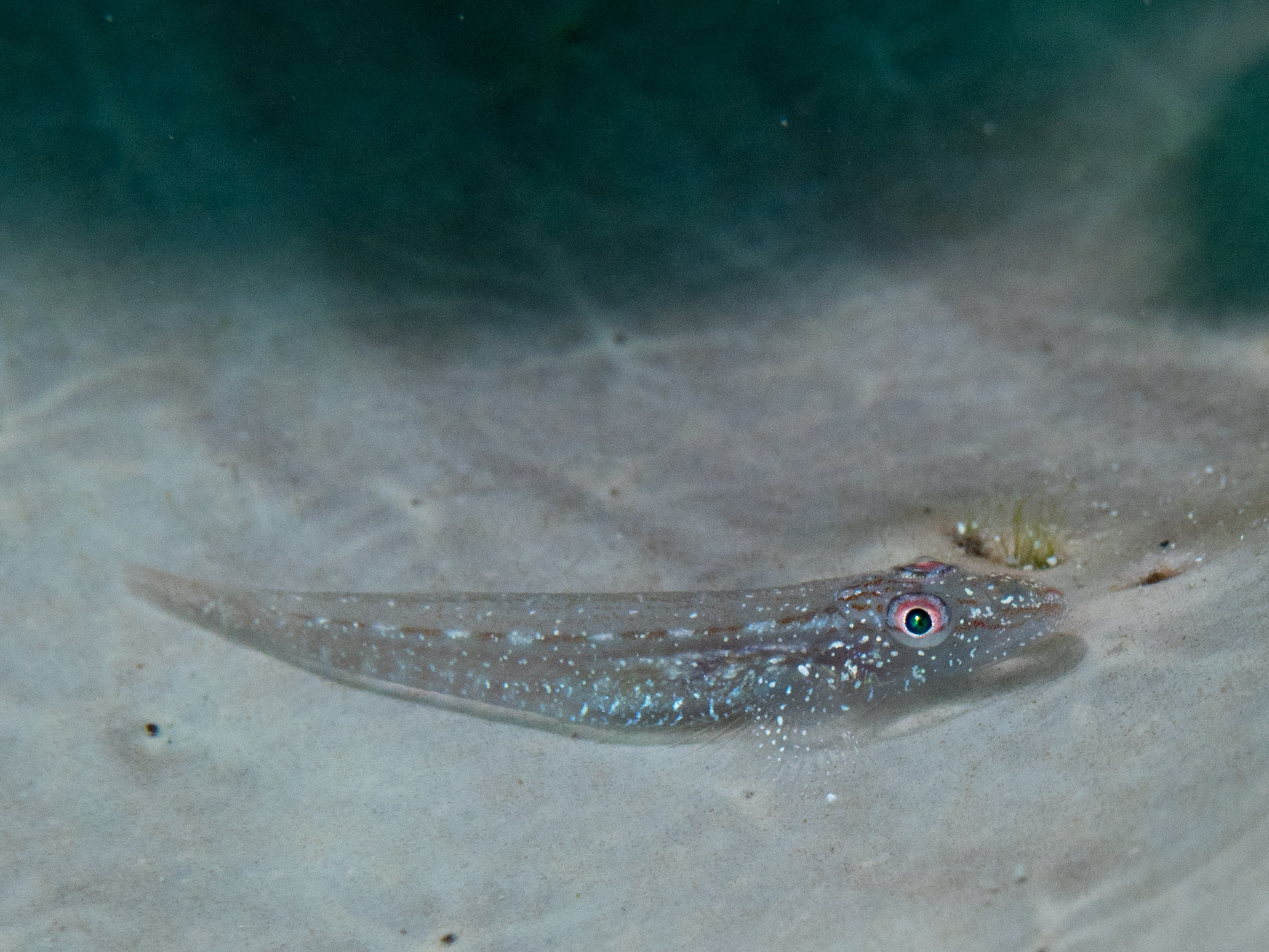 Phyllogobius platycephalops (Phyllogobius platycephalops) |commons:File:Slender spongegoby (Phyllogobius platycephalops) (48853178687).jpg