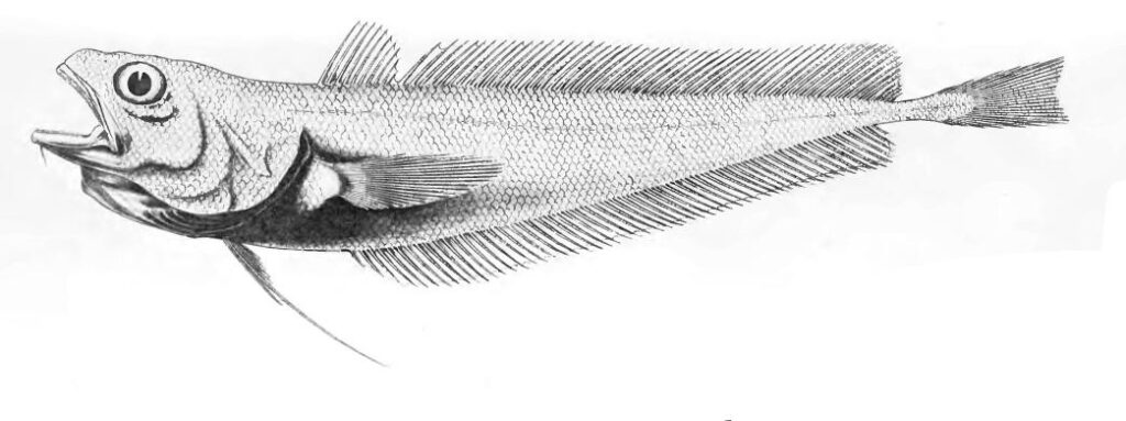 Physiculus argyropastus (Physiculus argyropastus) |commons:File:Physiculus argyropastus.jpg
