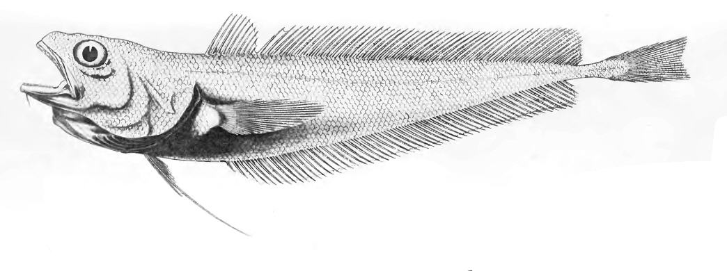 Physiculus argyropastus (Physiculus argyropastus) |commons:File:Physiculus argyropastus.jpg