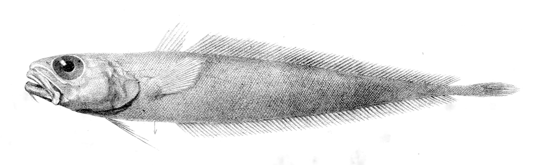 Physiculus dalwigki (Physiculus dalwigki) |commons:File:Physiculus dalwigki.jpg