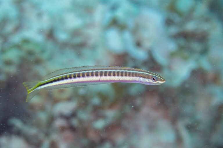 Piano Fangblenny (Plagiotremus tapeinosoma) |commons:File:Blénido (Plagiotremus tapeinosoma), Mauricio, 2025-09-23, DD 44.jpg