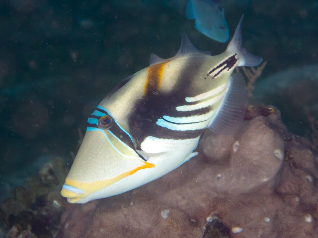 Picasso Trigger Rhinecanthus aculeatus