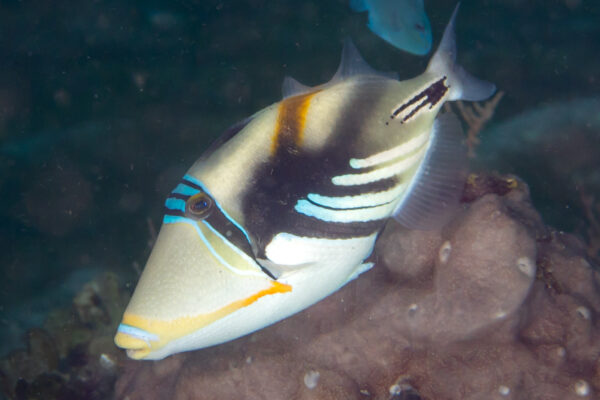 Picasso Trigger Rhinecanthus aculeatus