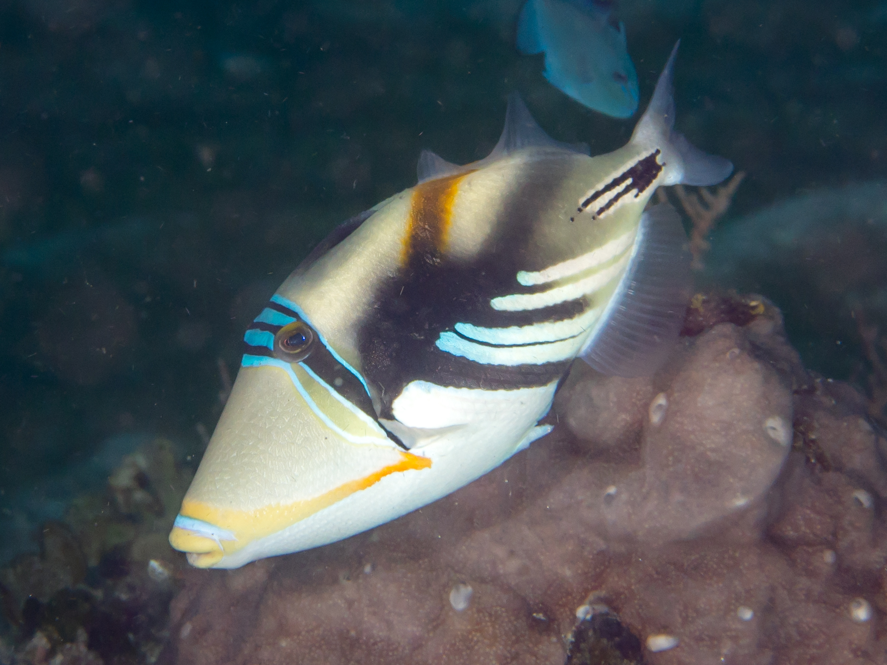 Picasso Trigger Rhinecanthus aculeatus