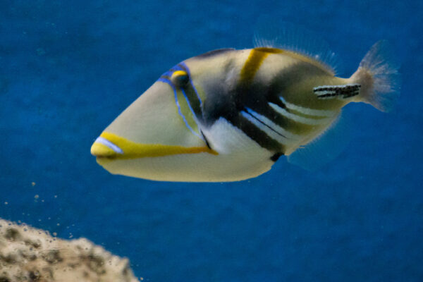 Picasso Triggerfish (Rhinecanthus aculeatus) |commons:File:Lagoon Triggerfish (Rhinecanthus aculeatus) (5799666661).jpg