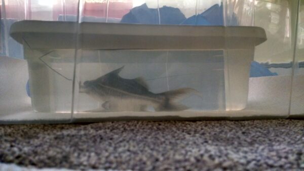 Pictus Catfish (Pimelodus pictus) |commons:File:Pimelodus pictus, in box.jpg