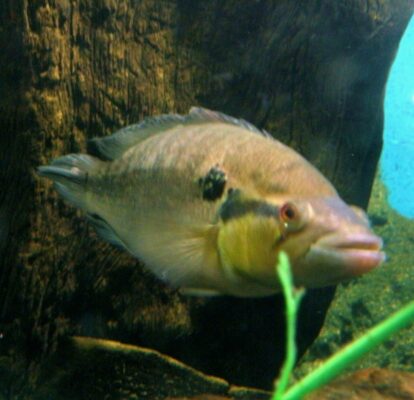Pike Cichlid (Crenicichla lepidota) |commons:File:Crenicichla lepidota.JPG