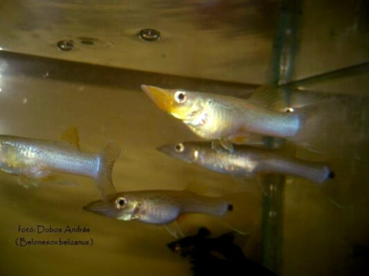Pike Topminnow (Belonesox belizanus) |commons:File:Belonesox belizanus.jpg