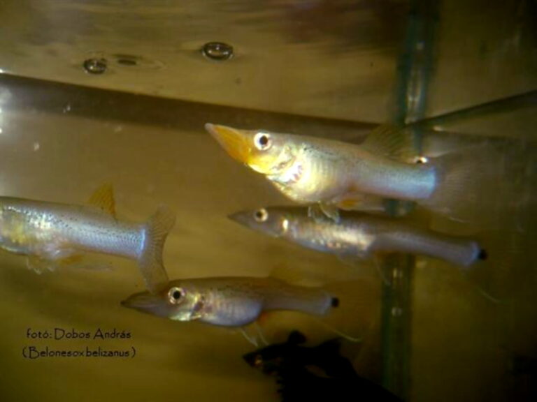 Pike Topminnow (Belonesox belizanus) |commons:File:Belonesox belizanus.jpg