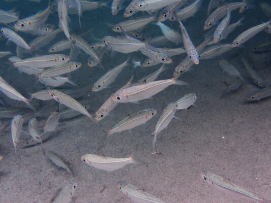 Pilchard (Harengula humeralis) |commons:File:Harengula humeralis Martinique.jpg
