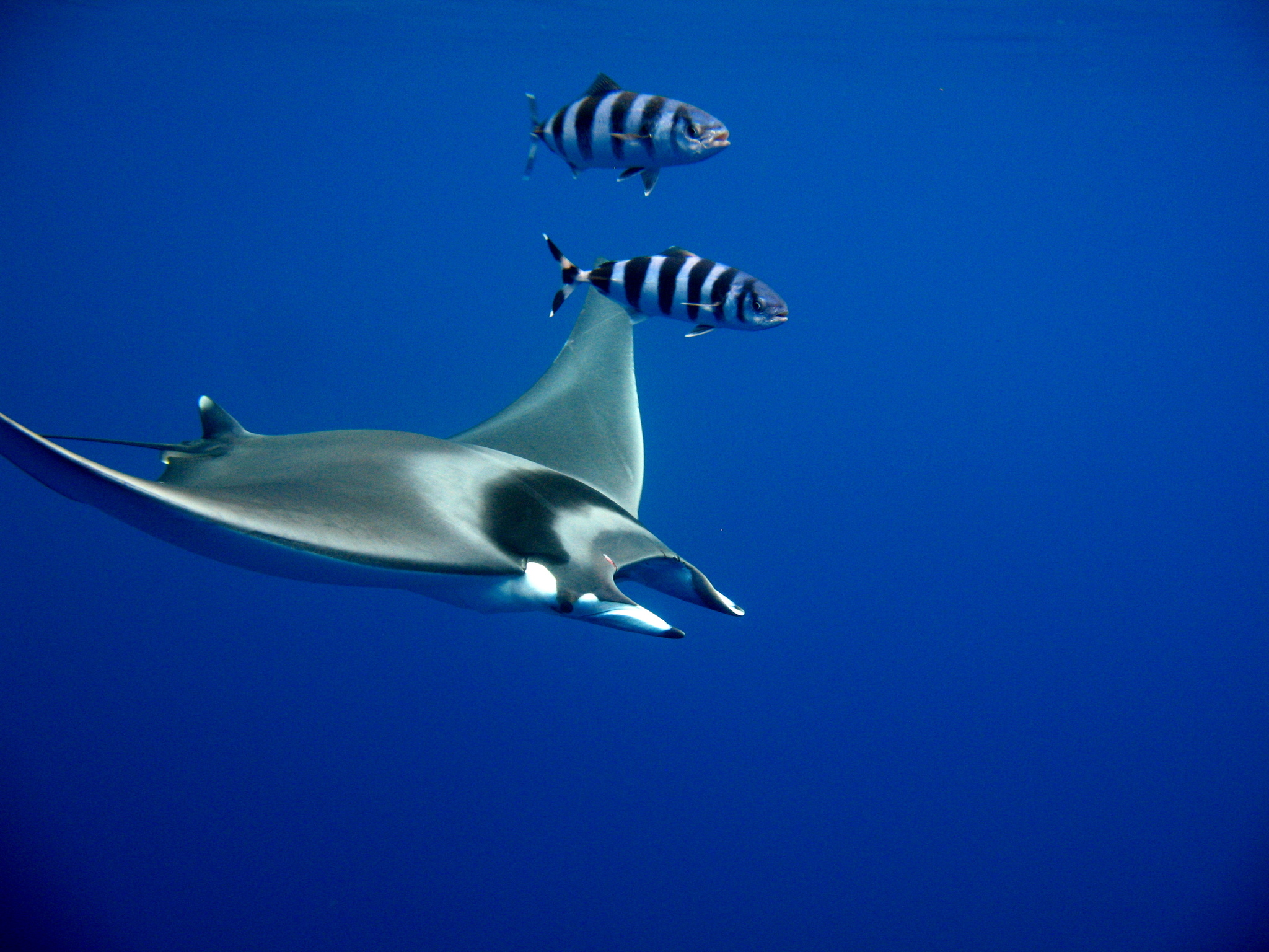 Pilotfish (Naucrates ductor) |commons:File:Mobula mobular with Naucrates ductor.jpg