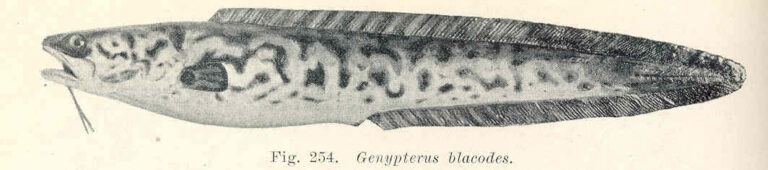 Pink Cusk-eel (Genypterus blacodes) |commons:File:FMIB 45741 Genypterus blacodes.jpeg