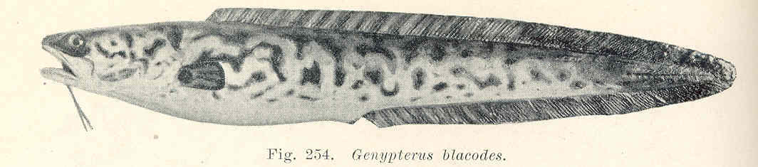 Pink Cusk-eel (Genypterus blacodes) |commons:File:FMIB 45741 Genypterus blacodes.jpeg
