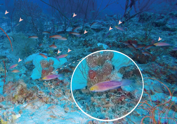 Pink Fairy Wrasse (Cirrhilabrus rubrisquamis) |commons:File:Cirrhilabrus rubrisquamis - Oo 654791 (cropped).jpg