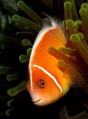 Pink Skunk Clownfish (Amphiprion perideraion) |commons:File:Amphiprion perideraion.jpg