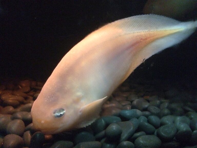 Pink Snailfish (Careproctus rastrinus) |commons:File:Careproctus rastrinus.JPG