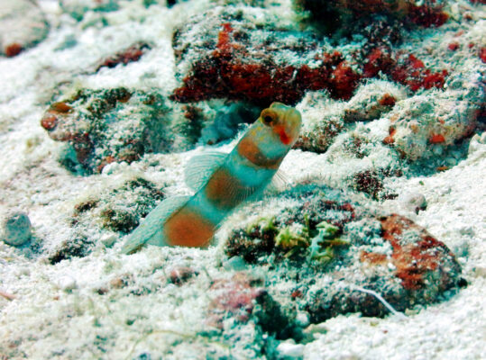 Pinkbar Goby (Amblyeleotris aurora) |commons:File:Amblyeleotris aurora Maldives.JPG