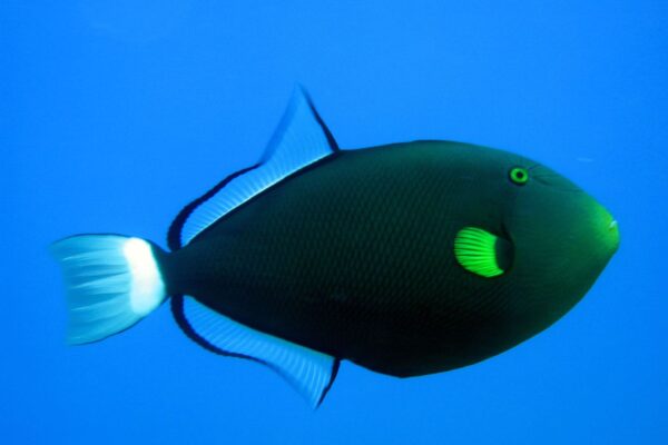 Pinktail Triggerfish (Melichthys vidua) |commons:File:Melichthys vidua.jpg