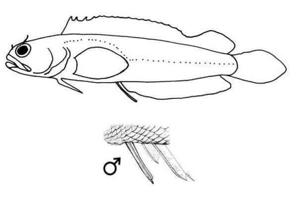 Pinstriped Blenny (Starksia grammilaga) |commons:File:Starksia grammilaga.jpg