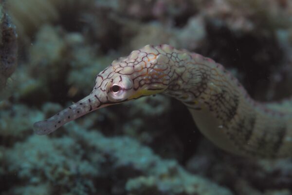 Pipefish Corythoichthys intestinalis