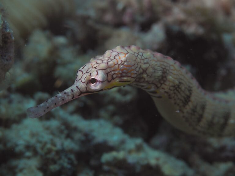 Pipefish Corythoichthys intestinalis