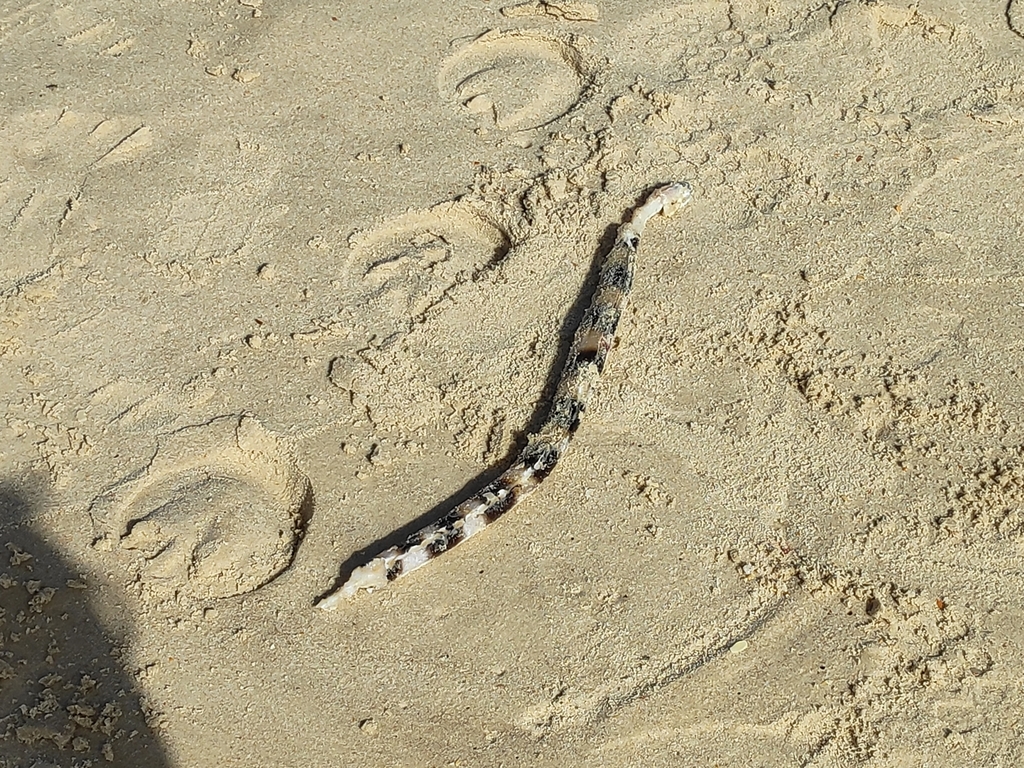 Pisodonophis semicinctus (Pisodonophis semicinctus) |commons:File:Pisodonophis semicinctus.jpg