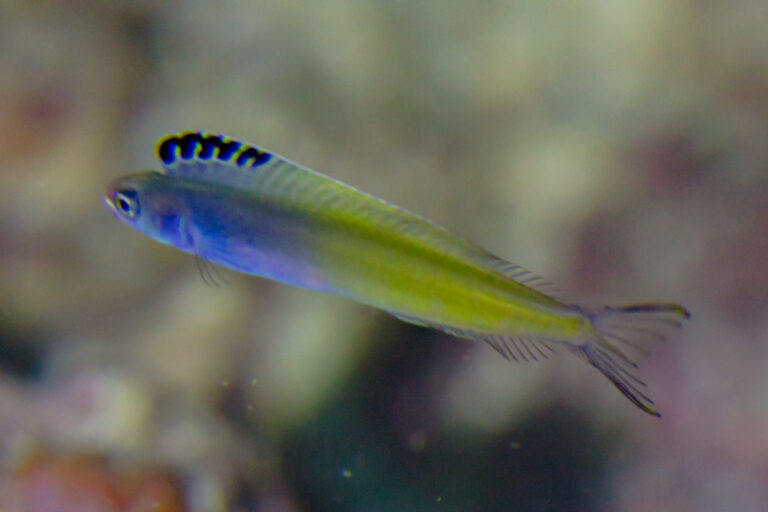 Plagiotremus laudandus (Plagiotremus laudandus) |commons:File:Blénido (Plagiotremus laudandus), mar Rojo, Egipto, 2023-04-18, DD 88.jpg
