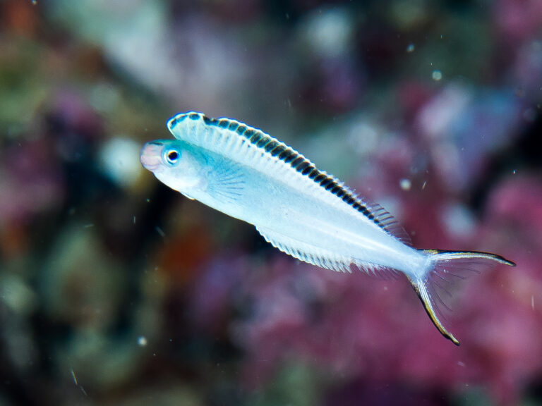 Plagiotremus phenax (Plagiotremus phenax) |commons:File:Imposter fangblenny (Plagiotremus phenax) (41734730610).jpg