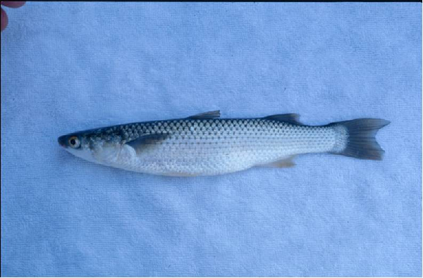 Planiliza haematocheilus (Planiliza haematocheilus) |commons:File:Planiliza haematocheilus.png