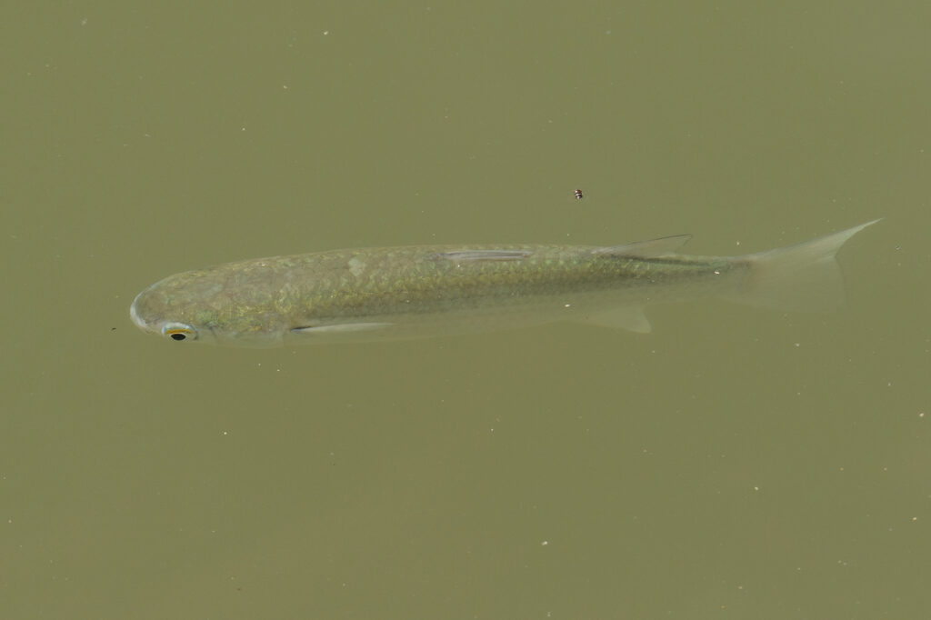 Planiliza subviridis (Planiliza subviridis) |commons:File:Planiliza subviridis 179729124.jpg