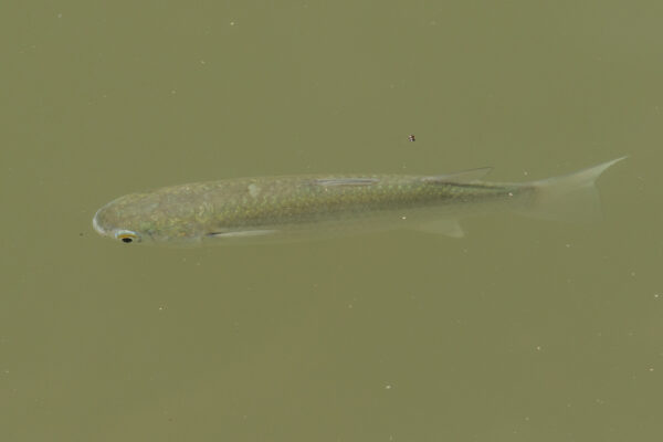 Planiliza subviridis (Planiliza subviridis) |commons:File:Planiliza subviridis 179729124.jpg