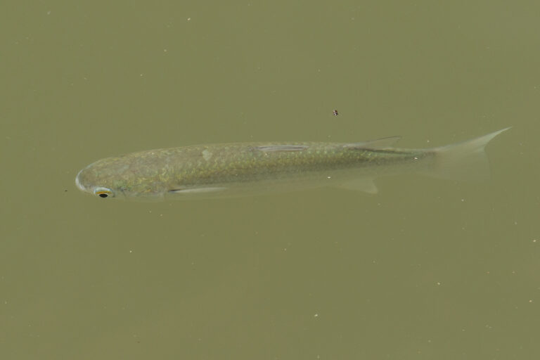 Planiliza subviridis (Planiliza subviridis) |commons:File:Planiliza subviridis 179729124.jpg