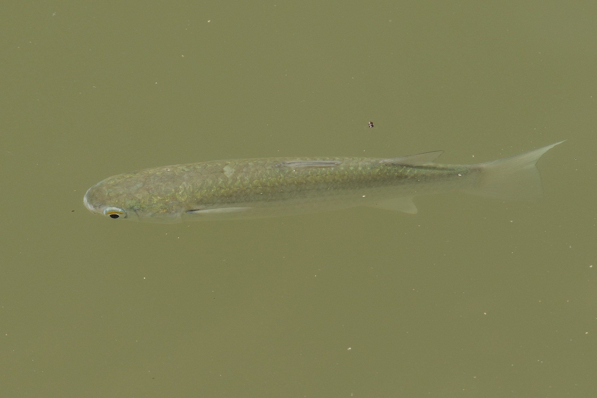 Planiliza subviridis (Planiliza subviridis) |commons:File:Planiliza subviridis 179729124.jpg