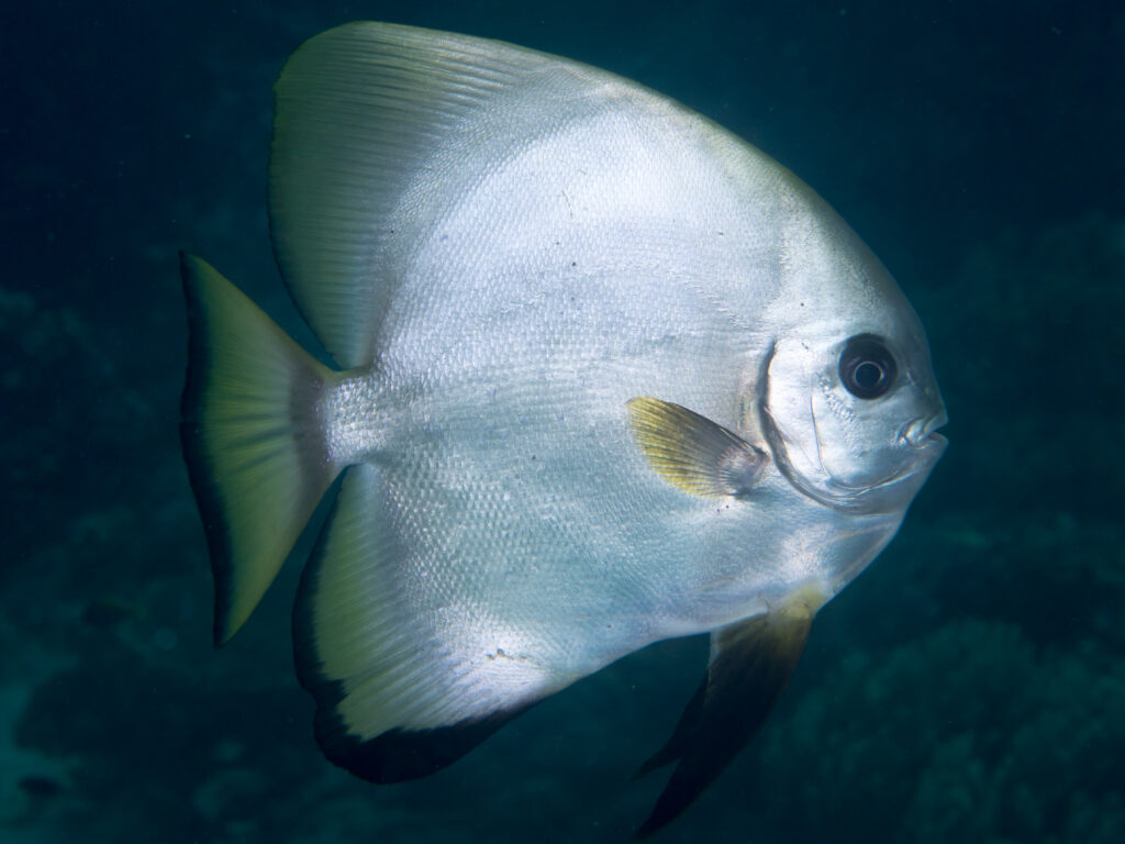 Platax boersii (Platax boersii) |commons:File:Golden spadefish (Platax boersii) (46722834851).jpg