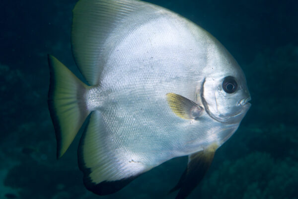 Platax boersii (Platax boersii) |commons:File:Golden spadefish (Platax boersii) (46722834851).jpg