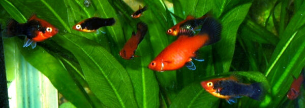 Plati (Xiphophorus maculatus) |commons:File:Xiphophorus maculatus in aqarium.JPG