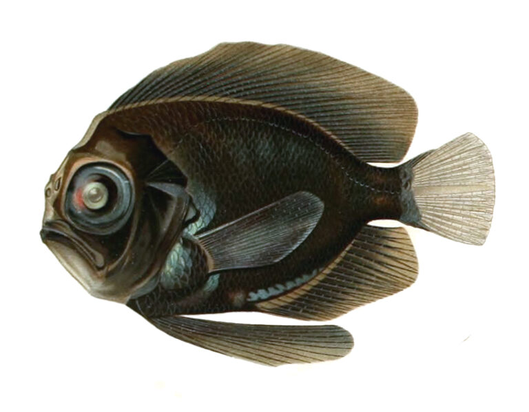 Platyberyx opalescens (Platyberyx opalescens) |commons:File:Platyberyx opalescens.jpg