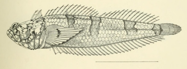 Platygillellus rubellulus (Platygillellus rubellulus) |commons:File:Platygillellus rubellulus Kendall & Radcliffe, 1912.png