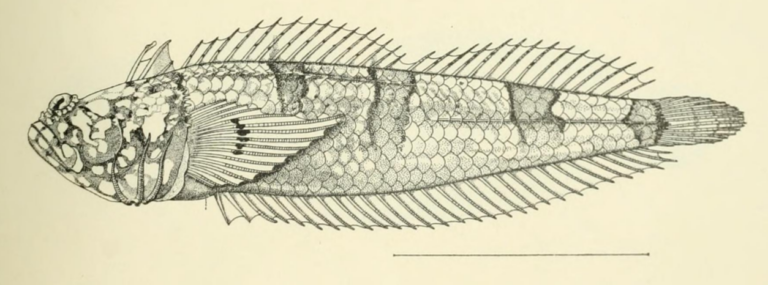 Platygillellus rubellulus (Platygillellus rubellulus) |commons:File:Platygillellus rubellulus Kendall & Radcliffe, 1912.png