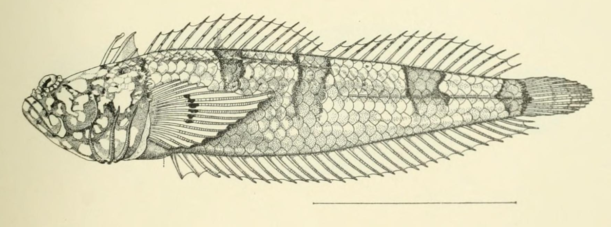 Platygillellus rubellulus (Platygillellus rubellulus) |commons:File:Platygillellus rubellulus Kendall & Radcliffe, 1912.png