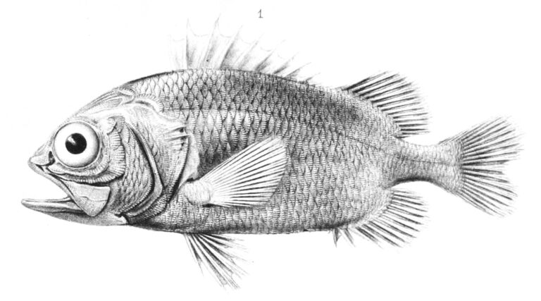 Plectrypops lima (Plectrypops lima) |commons:File:Plectrypops lima.jpg