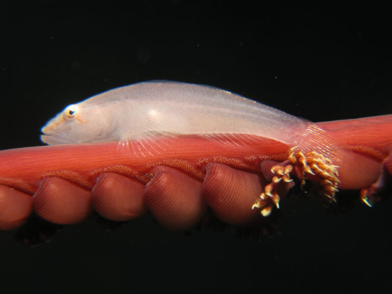 Pleurosicya boldinghi (Pleurosicya boldinghi) |commons:File:Ghost Goby on Seapen (Pleurosicya boldinghi).jpg