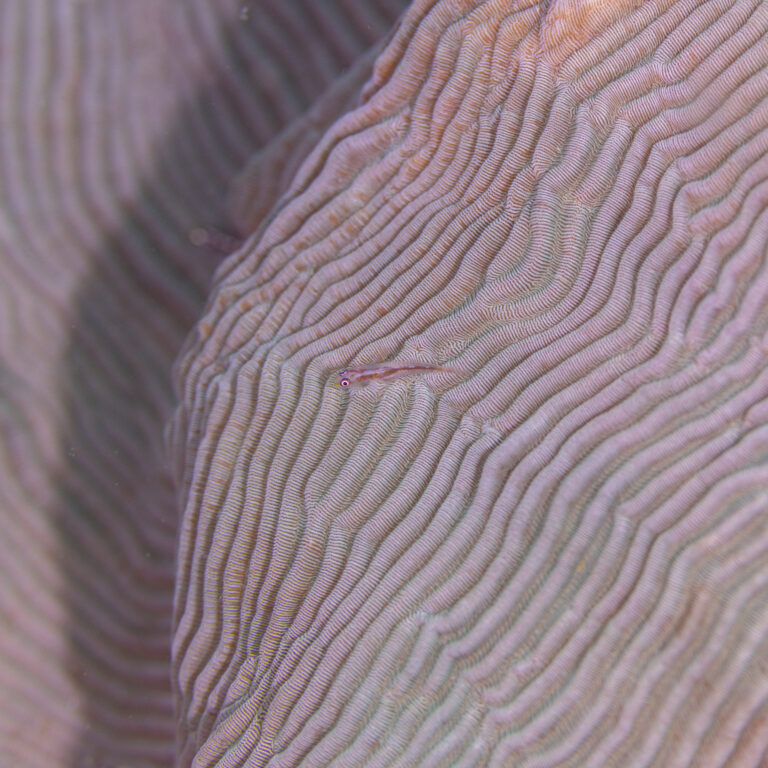 Pleurosicya micheli (Pleurosicya micheli) |commons:File:Gobio (Pleurosicya micheli) sobre un coral (Pachyseris speciosa), Mahé, Seychelles, 2025-09-09, DD 47.jpg