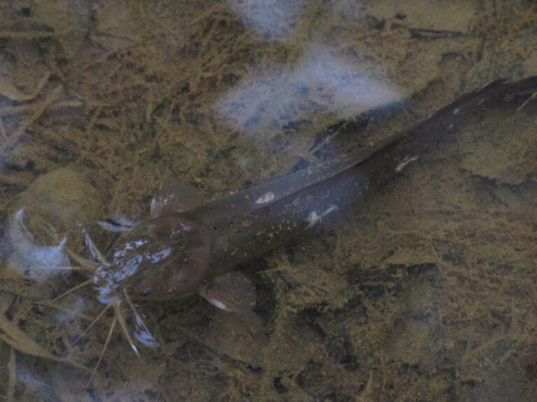 Plotosus canius (Plotosus canius) |commons:File:Plotosus-canius-under-water.jpg