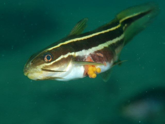 Plotosus japonicus (Plotosus japonicus) |commons:File:Plotosus japonicus injury.jpg