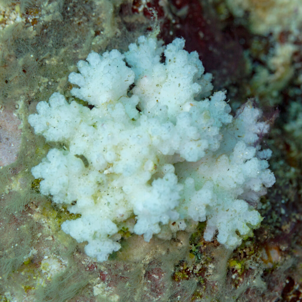 Pocillopora Coral Pocillopora damicornis