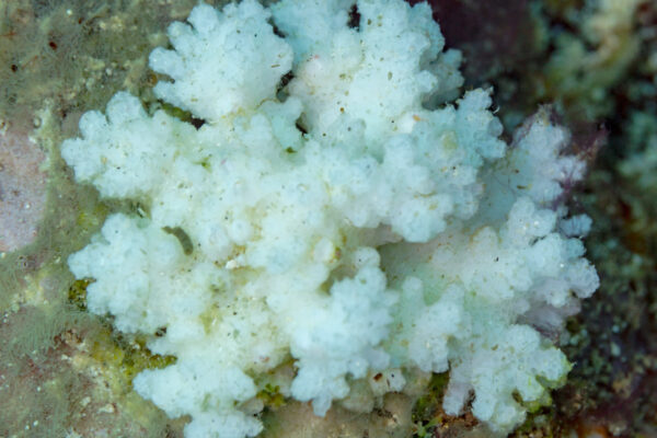 Pocillopora Coral Pocillopora damicornis