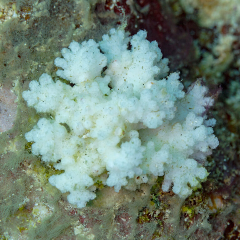 Pocillopora Coral Pocillopora damicornis